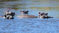 Namibia - Bootsfahrt auf dem Kwando - Hippo Sperre