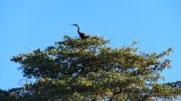 Namibia - Bootsfahrt auf dem Kwando - Schlangenhalsvogel