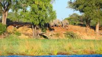 Namibia - Bootsfahrt auf dem Okavango - Elefantenparade