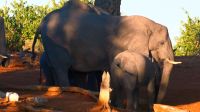 Namibia - Bootsfahrt auf dem Okavango - Elefantenparade