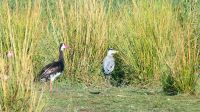 Namibia - Bootsfahrt auf dem Okavango - Sporengans & Graureiher