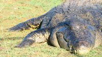 Namibia - Bootsfahrt auf dem Okavango - stattliches Krokodil