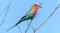 Namibia - Bwabwata Nationalpark - Gabelracke