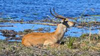 Namibia - Bwabwata Nationalpark - Letschwe