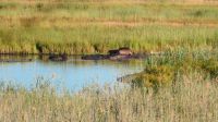 Namibia - Bye, Bye Kwando