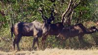 Namibia - Kudus am Straßenrand