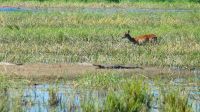 Namibia - Mahango Park - Letschwe meets Krokodil