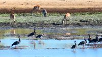Namibia - Mahango Park - Pumba, Sporengans & Impala