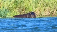 Namibia - Ndhovu River Lodge - Bootsfahrt auf dem Okavango