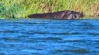Namibia - Ndhovu River Lodge - Bootsfahrt auf dem Okavango