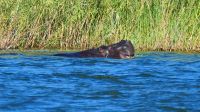 Namibia - Ndhovu River Lodge - Bootsfahrt auf dem Okavango