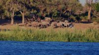 Namibia - Ndhovu River Lodge - Uferpromenade mit Elefanten