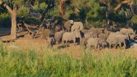 Namibia - Ndhovu River Lodge - Uferpromenade mit Elefanten
