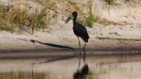 Namibia - Pirschfahrt im Bwabwata Nationalpark - Klaffschnabel