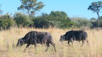 Namibia - Pirschfahrt im Bwabwata Nationalpark