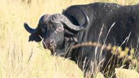 Namibia - Pirschfahrt im Bwabwata Nationalpark