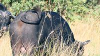 Namibia - Pirschfahrt im Bwabwata Nationalpark