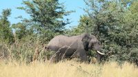 Namibia - Pirschfahrt im Bwabwata Nationalpark