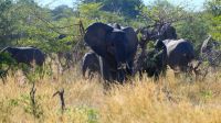 Namibia - Pirschfahrt im Bwabwata Nationalpark