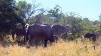 Namibia - Pirschfahrt im Bwabwata Nationalpark