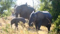 Namibia - Pirschfahrt im Bwabwata Nationalpark