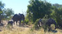 Namibia - Pirschfahrt im Bwabwata Nationalpark