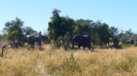 Namibia - Pirschfahrt im Bwabwata Nationalpark