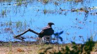 Namibia - Pirschfahrt im Mahango Park - Kampfadler