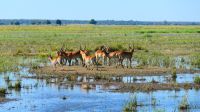 Namibia - Pirschfahrt im Mahango Park - Letschwe