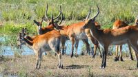 Namibia - Pirschfahrt im Mahango Park - Letschwe