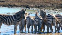 Namibia - Pirschfahrt im Mahango Park