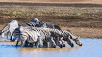 Namibia - Pirschfahrt im Mahango Park