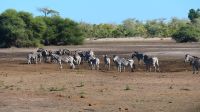 Namibia - Pirschfahrt im Mahango Park