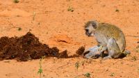 Namibia - Pirschfahrt im Mahango Park