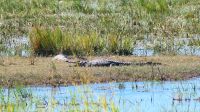 Namibia - Pirschfahrt im Mahango Park