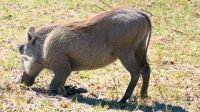 Namibia - Pirschfahrt im Mahango Park