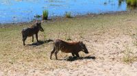 Namibia - Pirschfahrt im Mahango Park