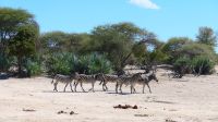 Namibia - Pirschfahrt im Mahango Park