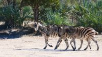 Namibia - Pirschfahrt im Mahango Park