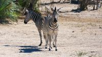 Namibia - Pirschfahrt im Mahango Park