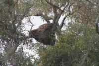 Nest eines Hammervogels