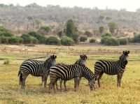 Pirschfahrt am Chobe - Steppenzebras