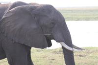 Pirschfahrt mit dem Boot im Chobe Nationalpark