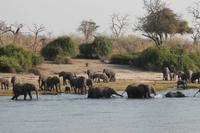 Pirschfahrt mit dem Boot im Chobe Nationalpark