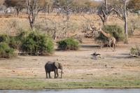 Pirschfahrt mit dem Boot im Chobe Nationalpark