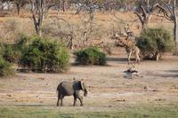 Pirschfahrt mit dem Boot im Chobe Nationalpark