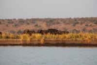 Pirschfahrt mit dem Boot im Chobe Nationalpark