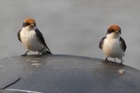 Rauchschwalben auf unserem Boot