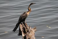 Schlangenhalsvogel