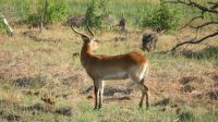Shokomoka Tierbeobachtung